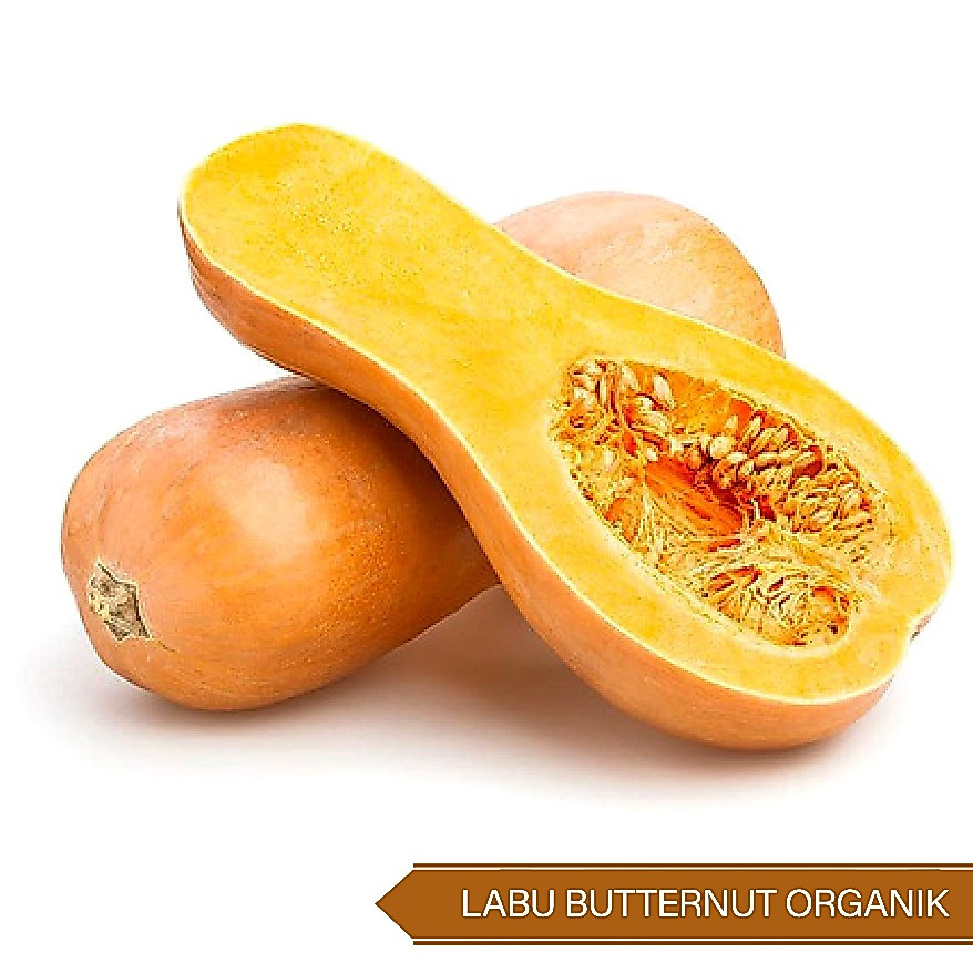 Labu Butternut Organik / Organic Butternut Squash