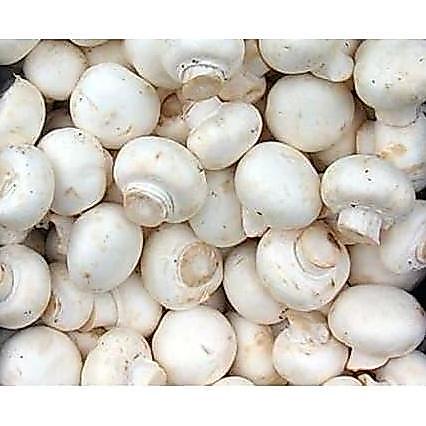 Newnature- Jamur Champnon / Jamur Kancing Fresh 1 Kg