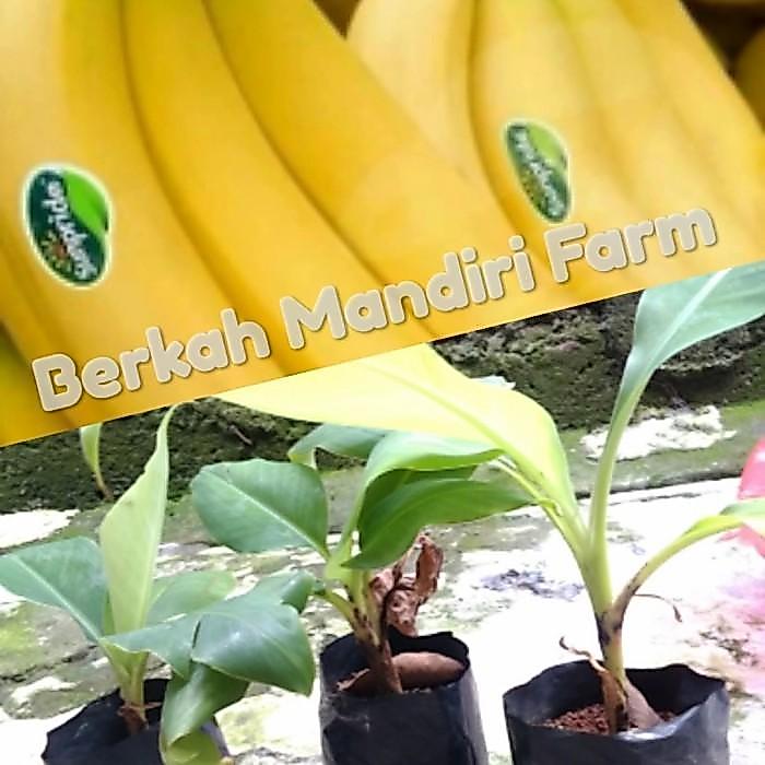 Bibit Pisang Sunpride - Pisang Cavendish MMZ