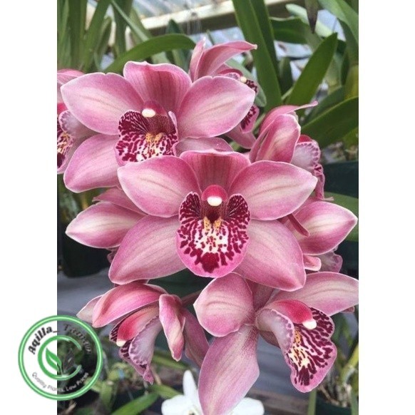 Anggrek Cymbidium Mikivieta Dewasa Siap Bunga/BUNGA ANGGREK/ANGGREK HIDUP/BUNGA HIDUP/BUNGA HIAS/TAN
