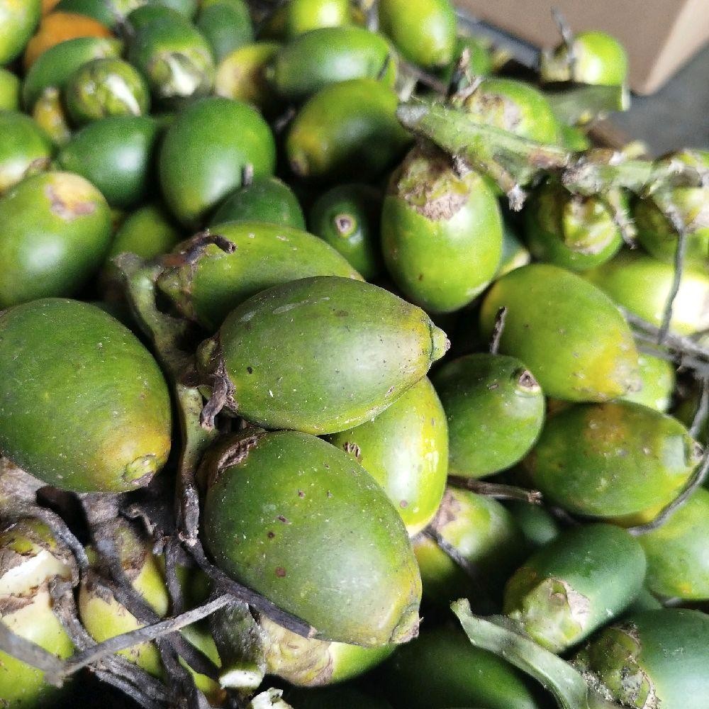 

Buah Pinang 1 Buah / Buah Jambe Hijau Fresh Gula, Zuriat Makanan