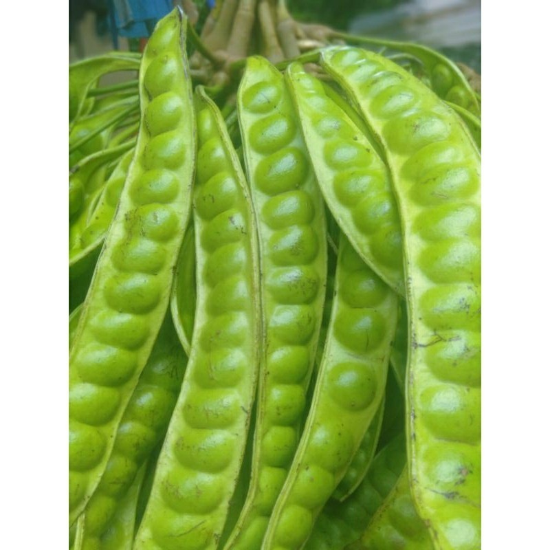 

[NS] Pete/Petai Padi Per 1 Papan Lonjor Tua Super Fresh Segar