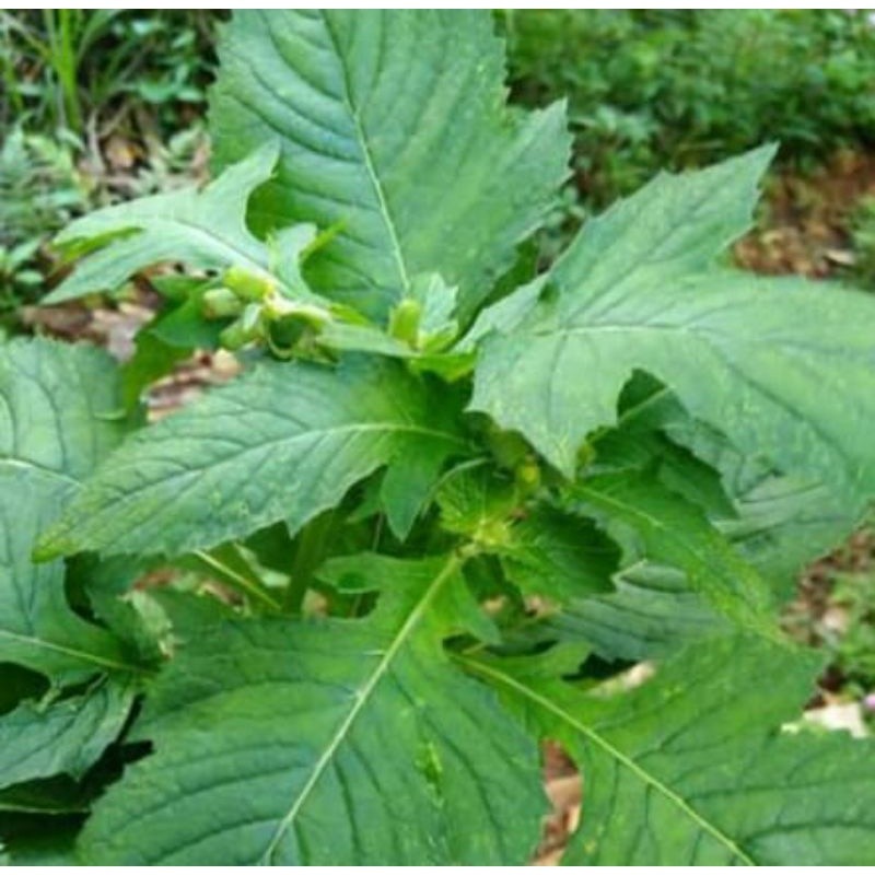 

Daun sintrong / Jambrong segar 250 gram