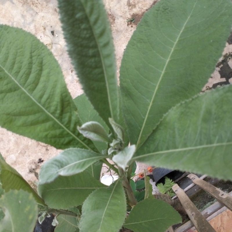 

LadangHerbal Daun Sembung Fresh 250Gram Herbal Tradisional PROMO TERMURAH