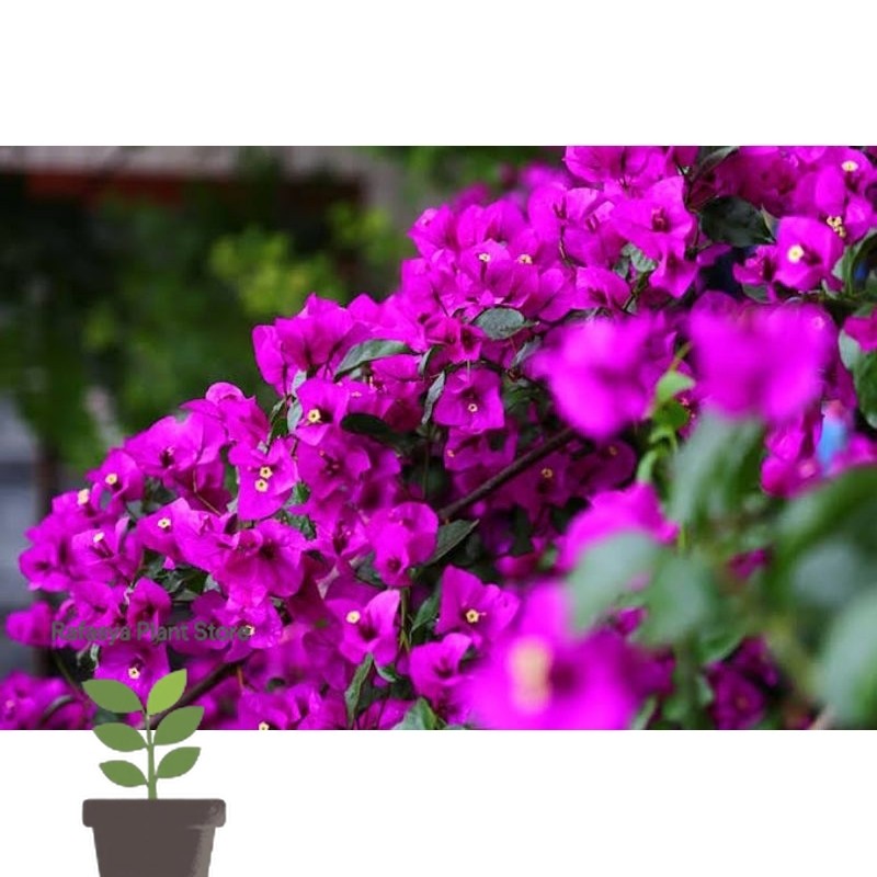 Bougenville ekor musang ungu