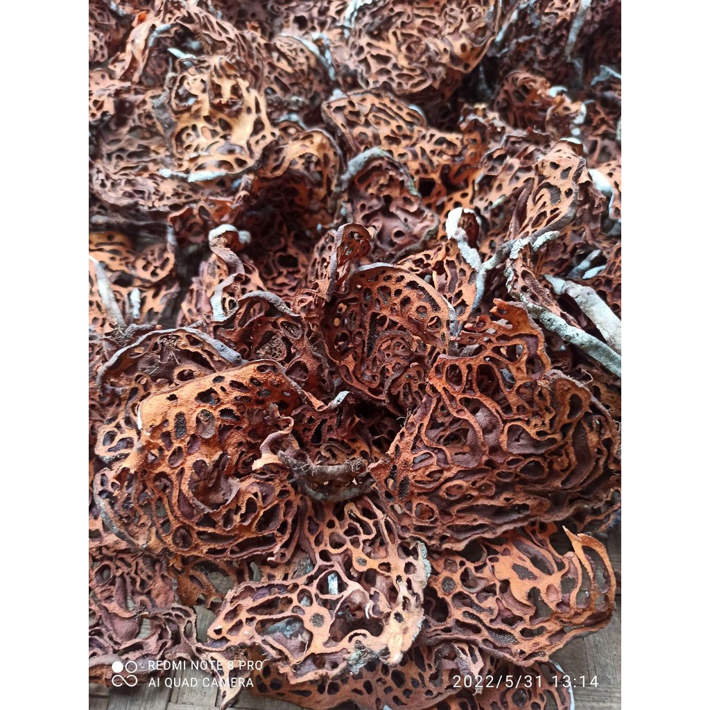 

Sarang semut papua merah asli 250 gram kondisi kering herbal