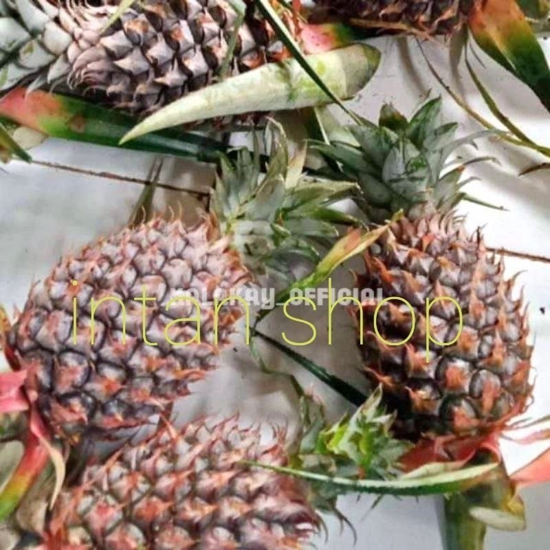 

New nanas muda nanas herbal alami