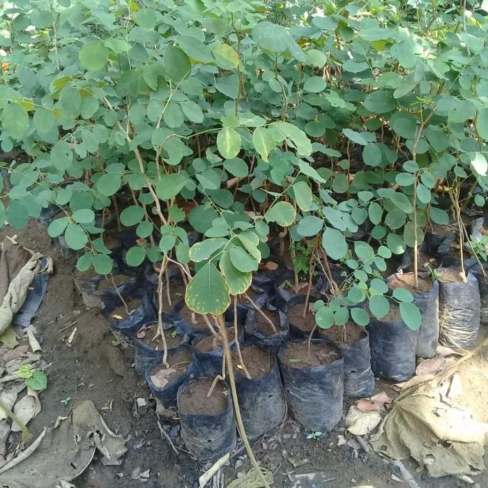 3pcs Bibit Kayu Sonokeling Bonus Satu Bibit/Tanaman Sonokeling Super Pohon