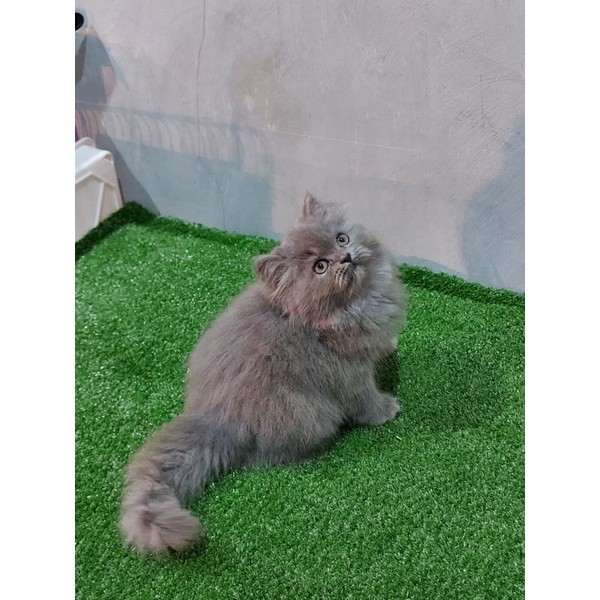 KUCING PERSIA LONGHAIR FLATNOSE MEDIUM KITTEN PERSIA KUCING HIMALAYA KUCING RAGDOLL KUCING ANGGORA