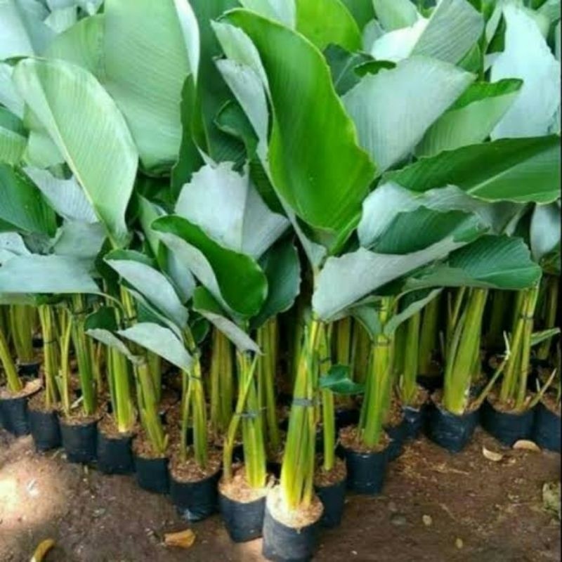 Paket 10 Tanaman Pisang Calathea Lutea hidup – Tanaman Tropis Daun Besar Outdoor (Havana Cigar Plant