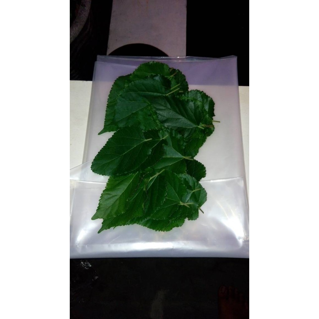 DAUNTIALAM Daun Murbei Segar Organik Kompos