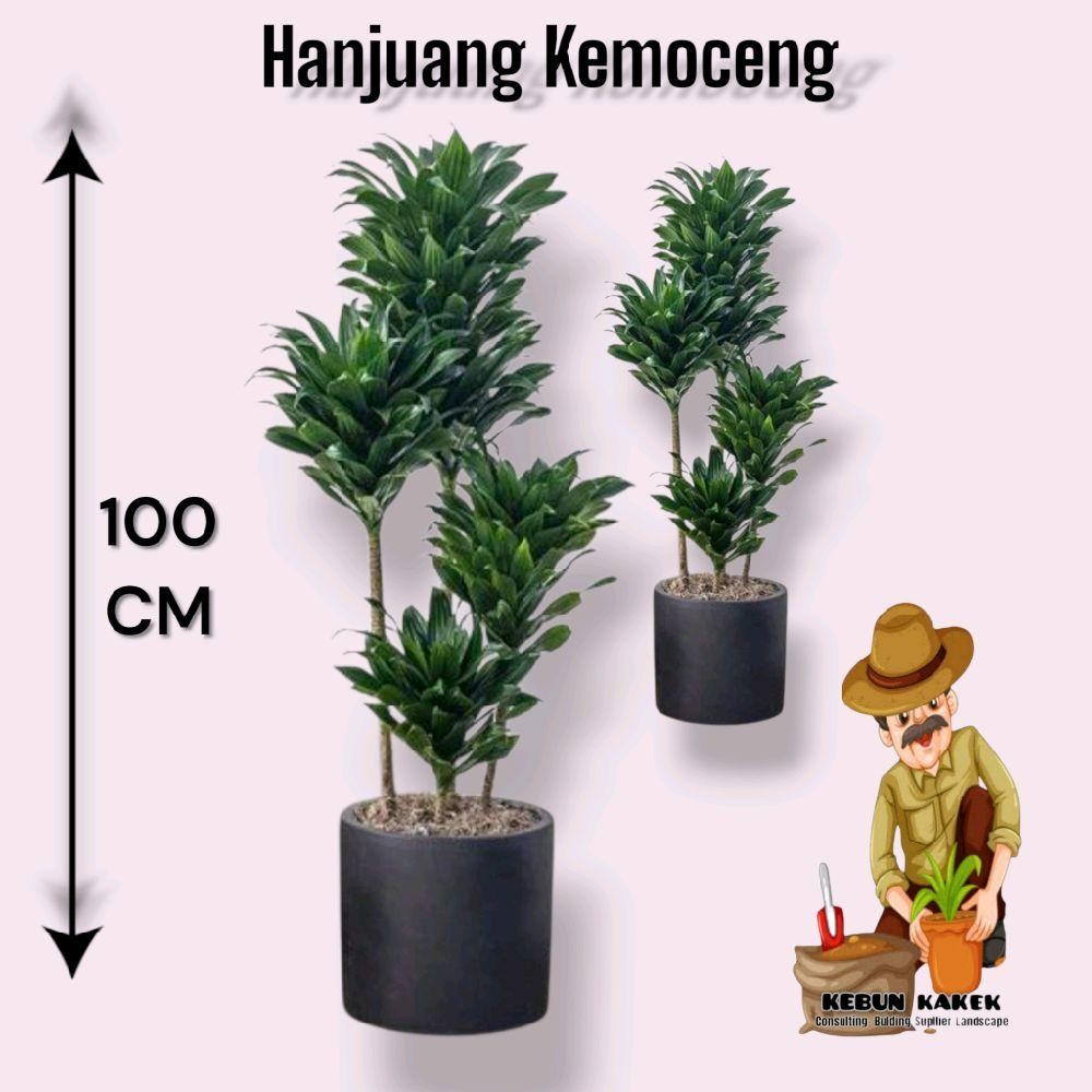 Tanaman Hanjuang Kemoceng 1 Meter / Tanaman Hias Hidup Hanjuang kemoceng Pot