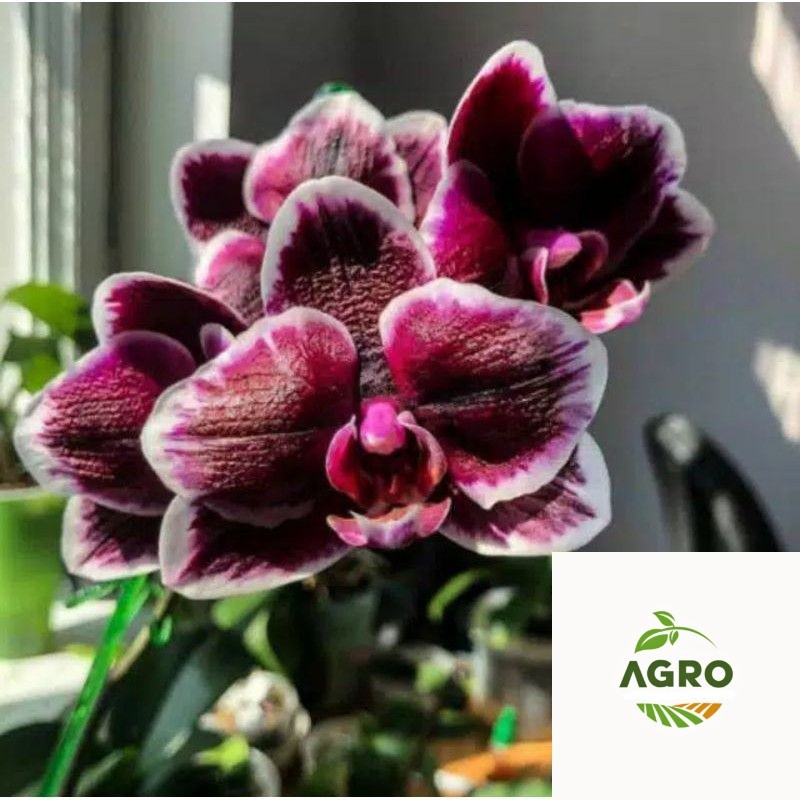 Batang/Bonggol Anggrek Dendrobium BLACK JACK