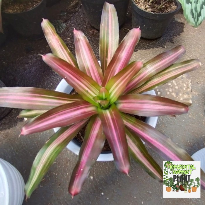 Tanaman hias Bromolia tricolour, Bromolia warna,