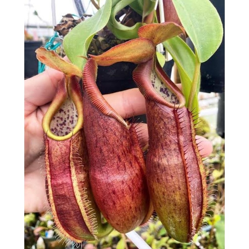 kantong semar nepenthes Red adrianii - tanaman pemakan serangg