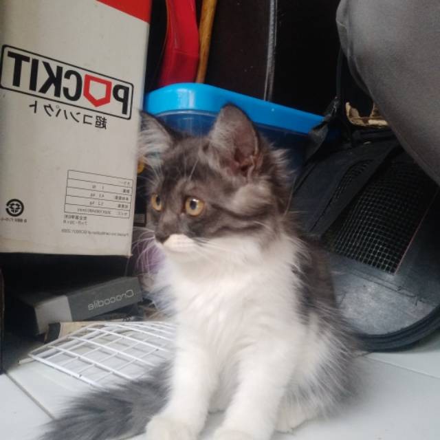 KUCING MIX MAINCOON