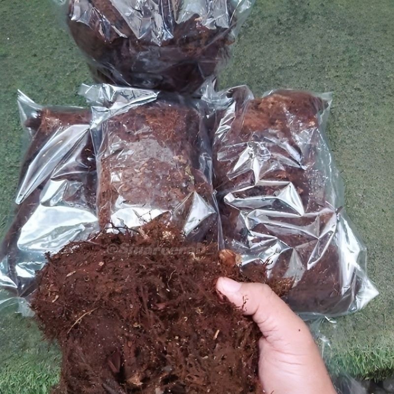 Akar Kadaka Moss Hitam 500g /Akar kadaka hutan media anggrek
