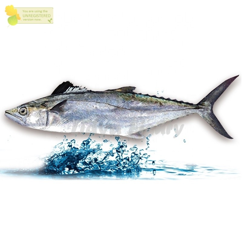 Ikan Tenggiri 1Kg Ikan Tenggiri Segar Tenggiri Betina Ikan Tengiri Seafood Ikan Laut Segar