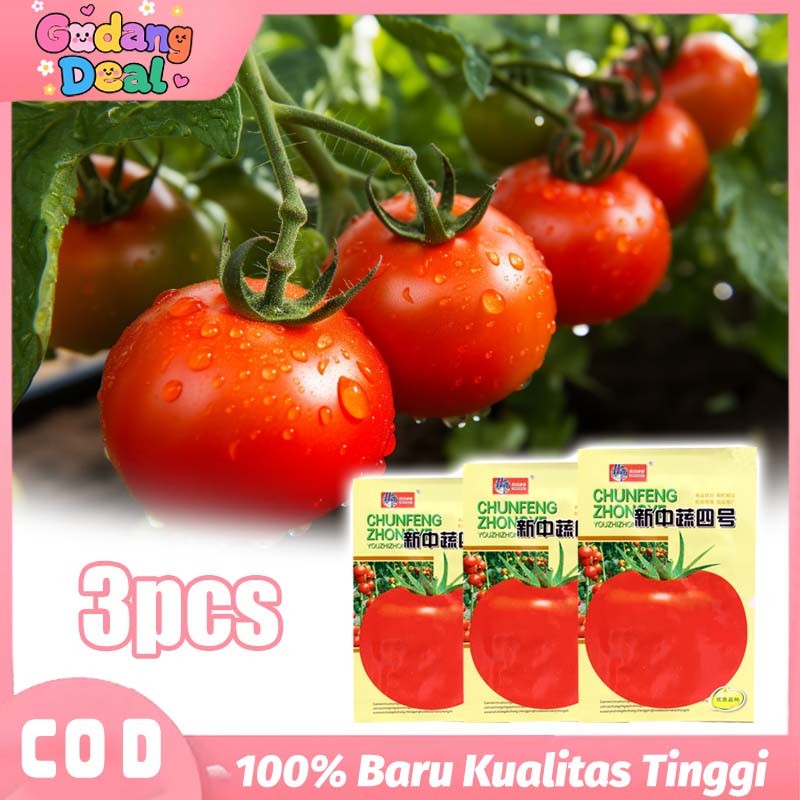 3 Bungkus Benih Tomat Sayuran Import Benih Tomat Besar Hasil Melimpah Kemasan Original untuk Kebutuh