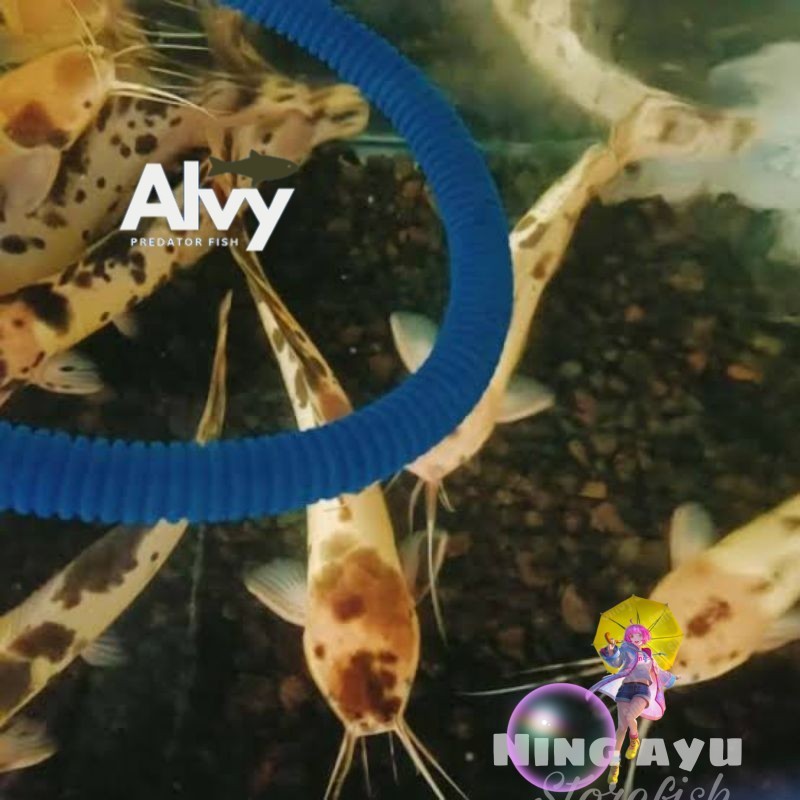 ikan lele albino hiasan aquarium 6-9cm isi 5 ekor harga promo termurah