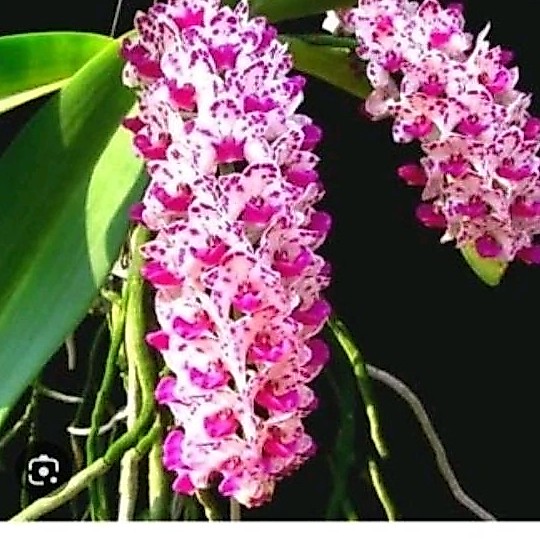 GIGANTEA | ANGGREK GIGANTEA DOBEL PLANT
