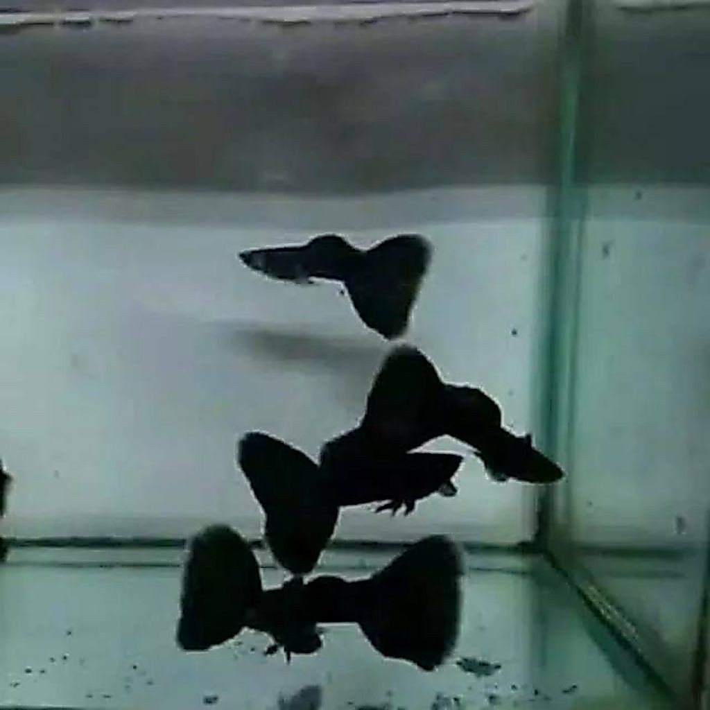 Guppy full black Moscow