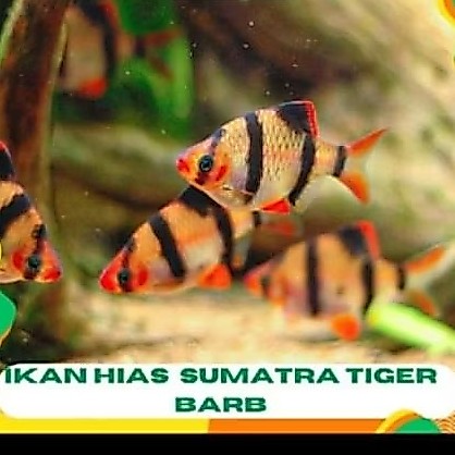 Tiger fish jminan hidup