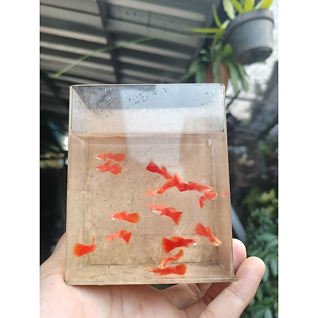 ikan hias guppy albino full red