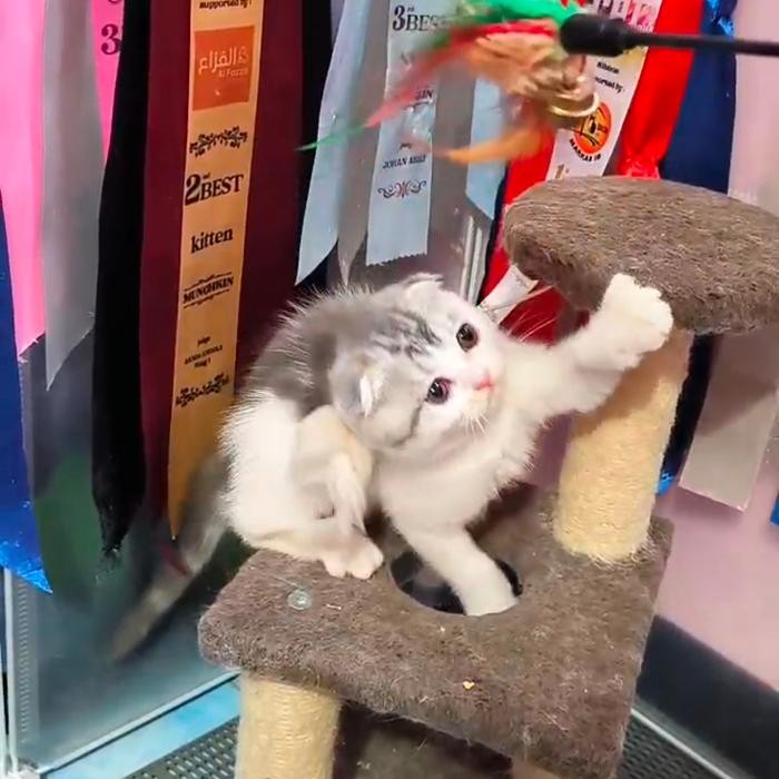 kucing betina scottish fold 3 bulan blue white unik kece