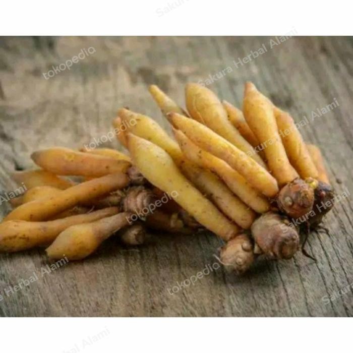 

500gram temu kunci segar dan bersih