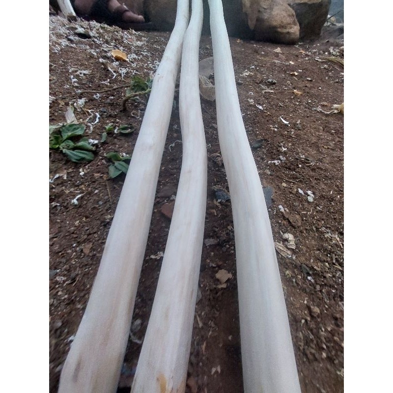 

Tangkringan Burung Parrot Batang Kayu Kopi Dekorasi Lurus Panjang 50cm-2m Dm 1-7cm Sudah Di Kupas Dan Di Amplas