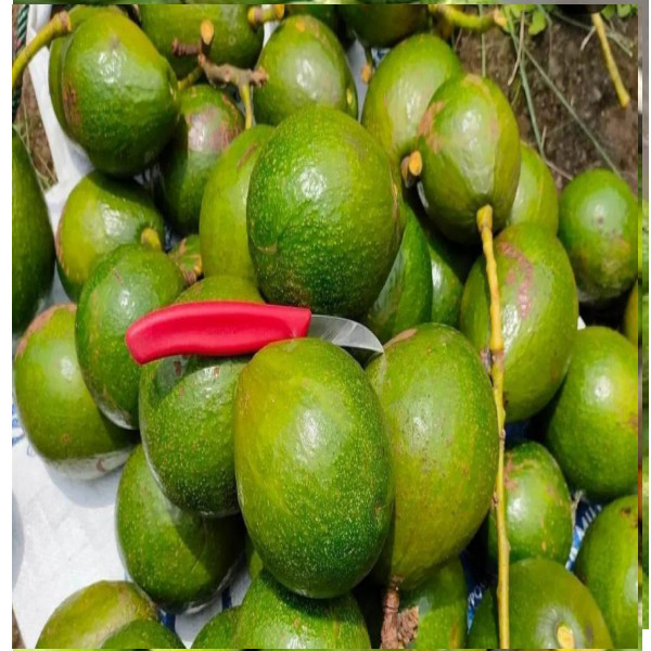 

Alpukat Mentega Lokal mini 1kg Isi 6 dan isi 7 Dikirim Keadaan Mentah