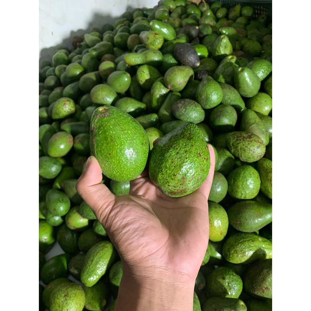 

Alpukat Mentega Mini 1 kg isi 6-7 Buah Alpukat Mini Bisa COD