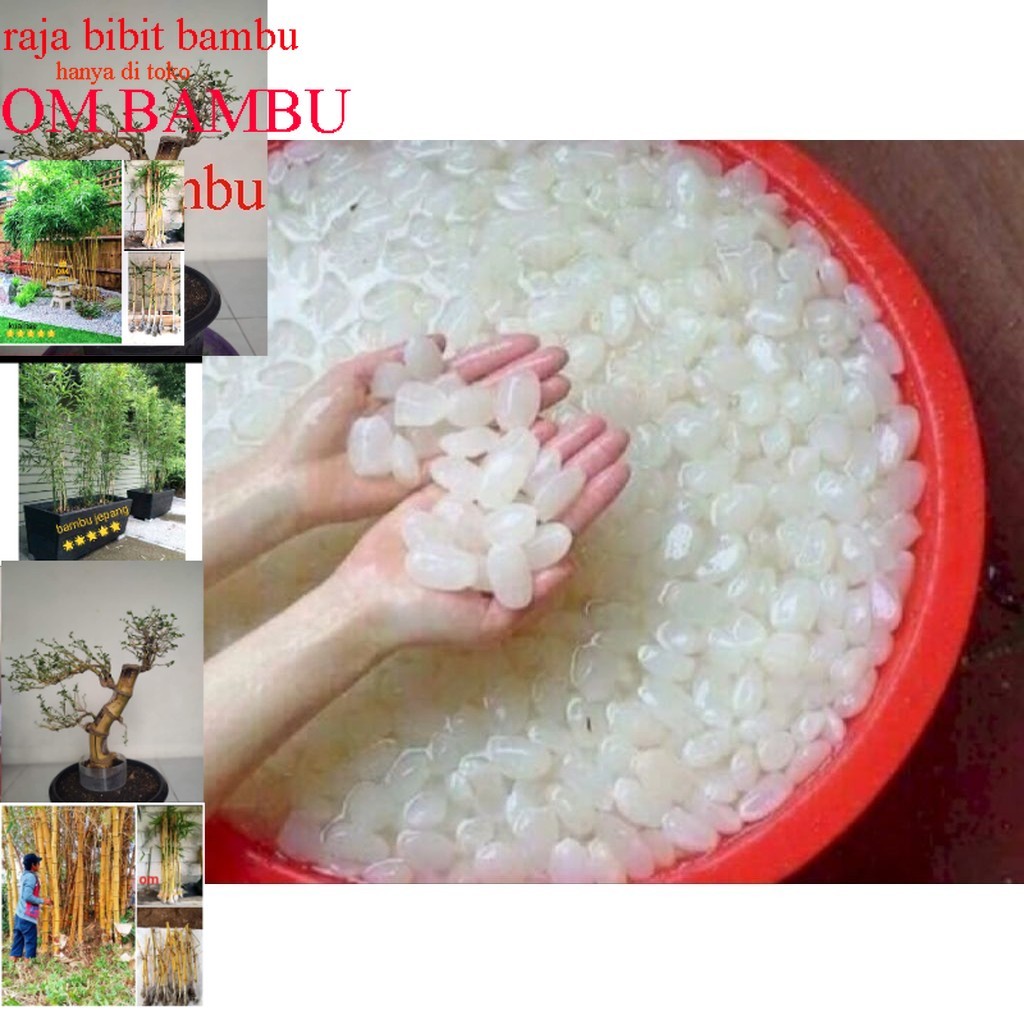 

kolang kaling segar kolang kaling super kolang kaling medan bahan manisan berkualitas 1 kg bersih besellr