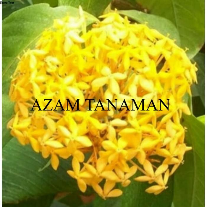 tanaman hias asoka jepang - Kuning