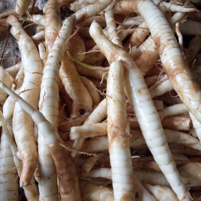 

Umbi garut segar - umbi irut obat lambung 500 gram