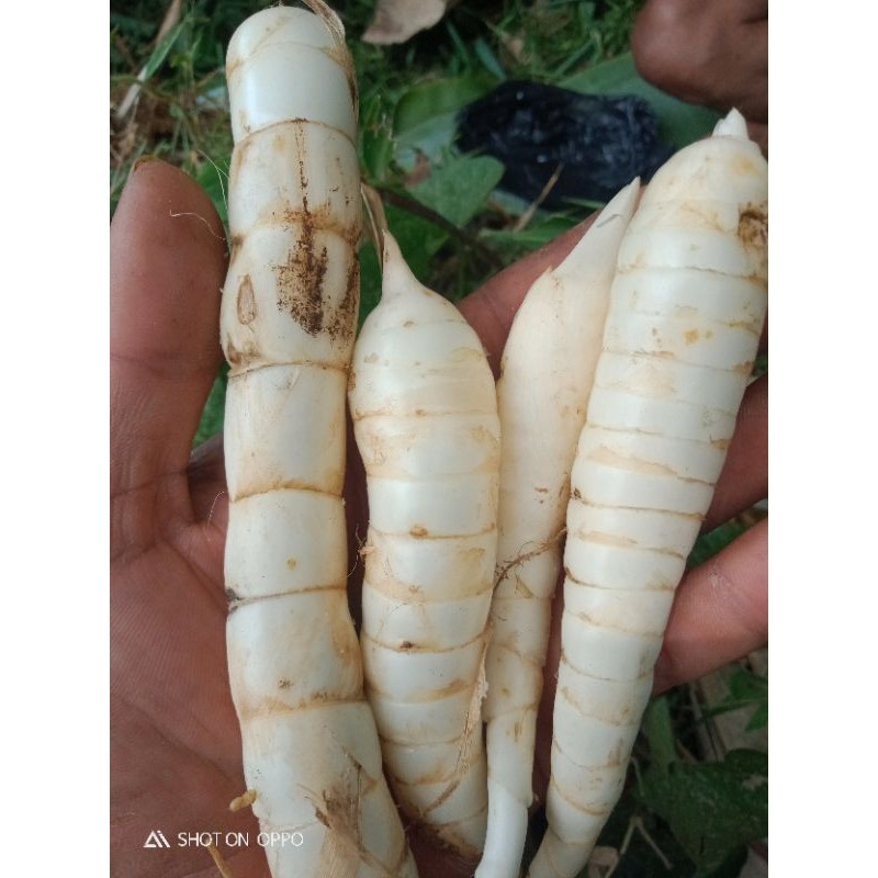 umbi garut 1kg