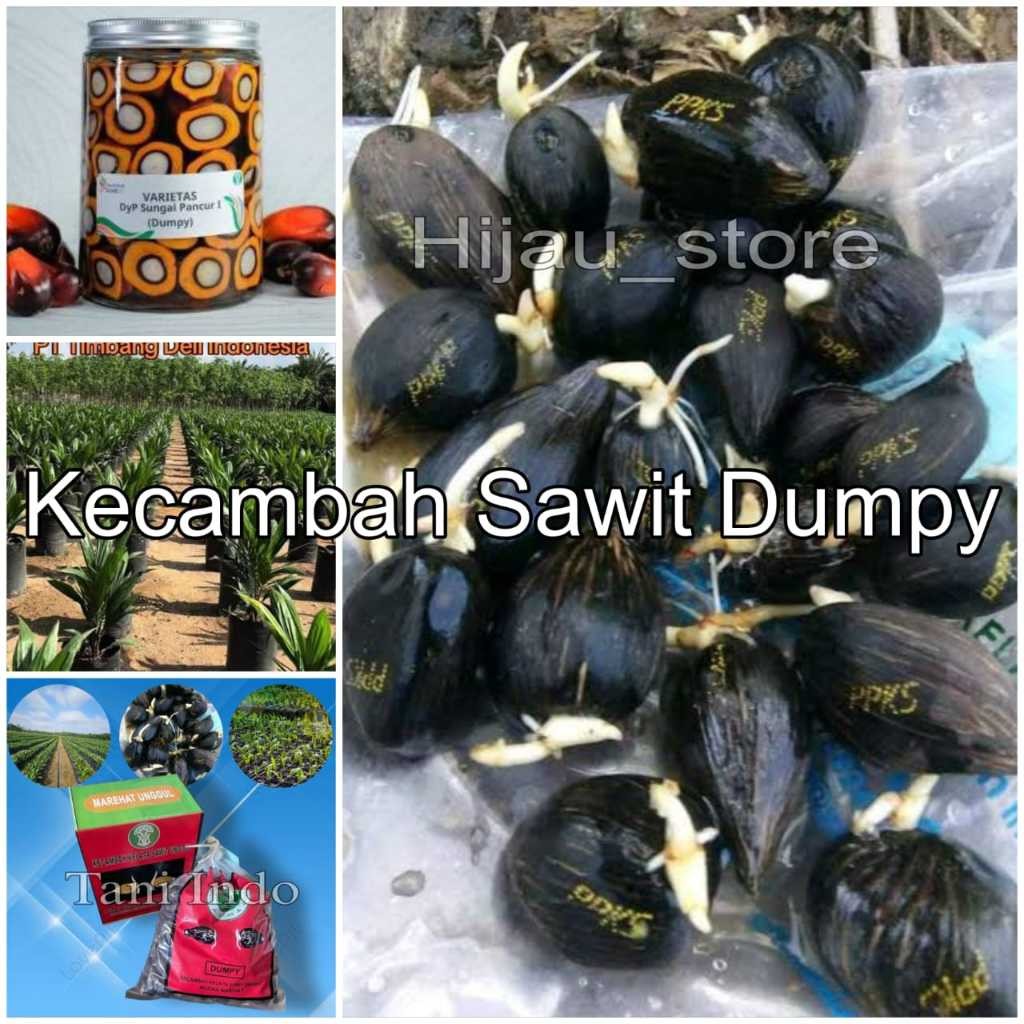 tnv -  Kecambah sawit marehat dumpy unggul bersertifikat isi 250 butir