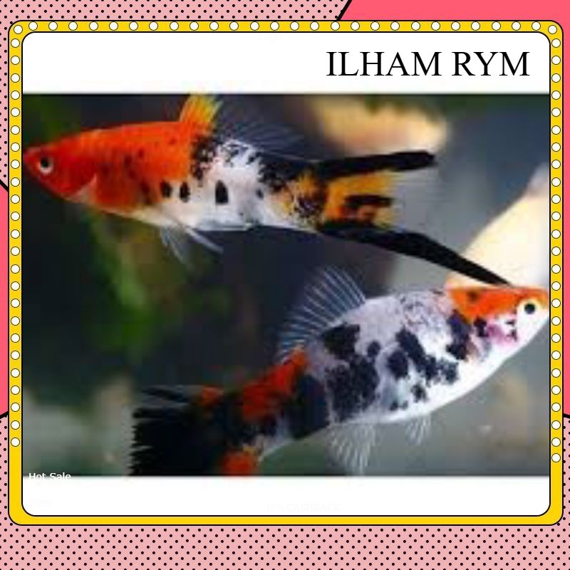 platy sanke top bergaransi