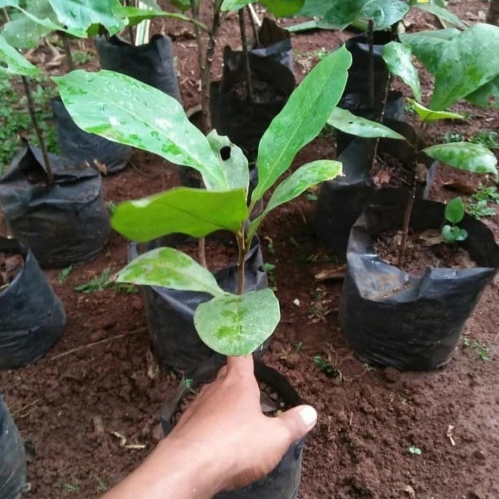 BIBIT POHON KETAPANG LAUT SEGAR