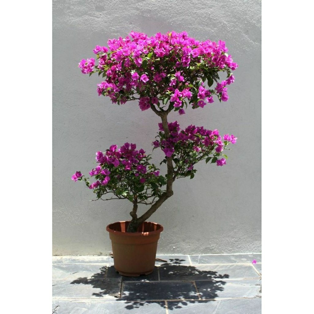 Tanaman hias bunga Bougenville/bibit tanaman Bougenville/bunga kertas