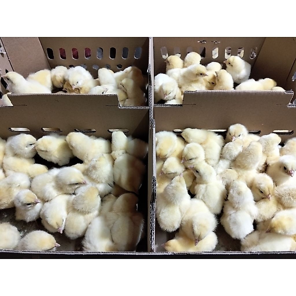 Doc Jantan - Ayam Warna warni polos - BiBit Ayam Negeri Jantan potong