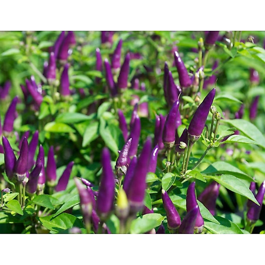 Pohon Cabai Ungu/ Cabe Ungu/ Tanaman Cabe Ungu/ Pohon Cabe Ungu Siap Berbuah Lebat