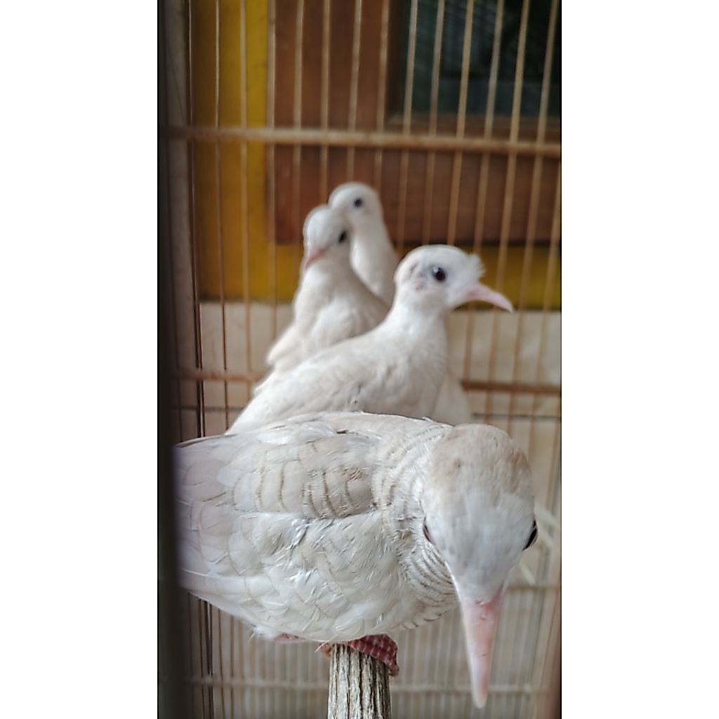 perkutut putih lurik sepasang  remaja.an
