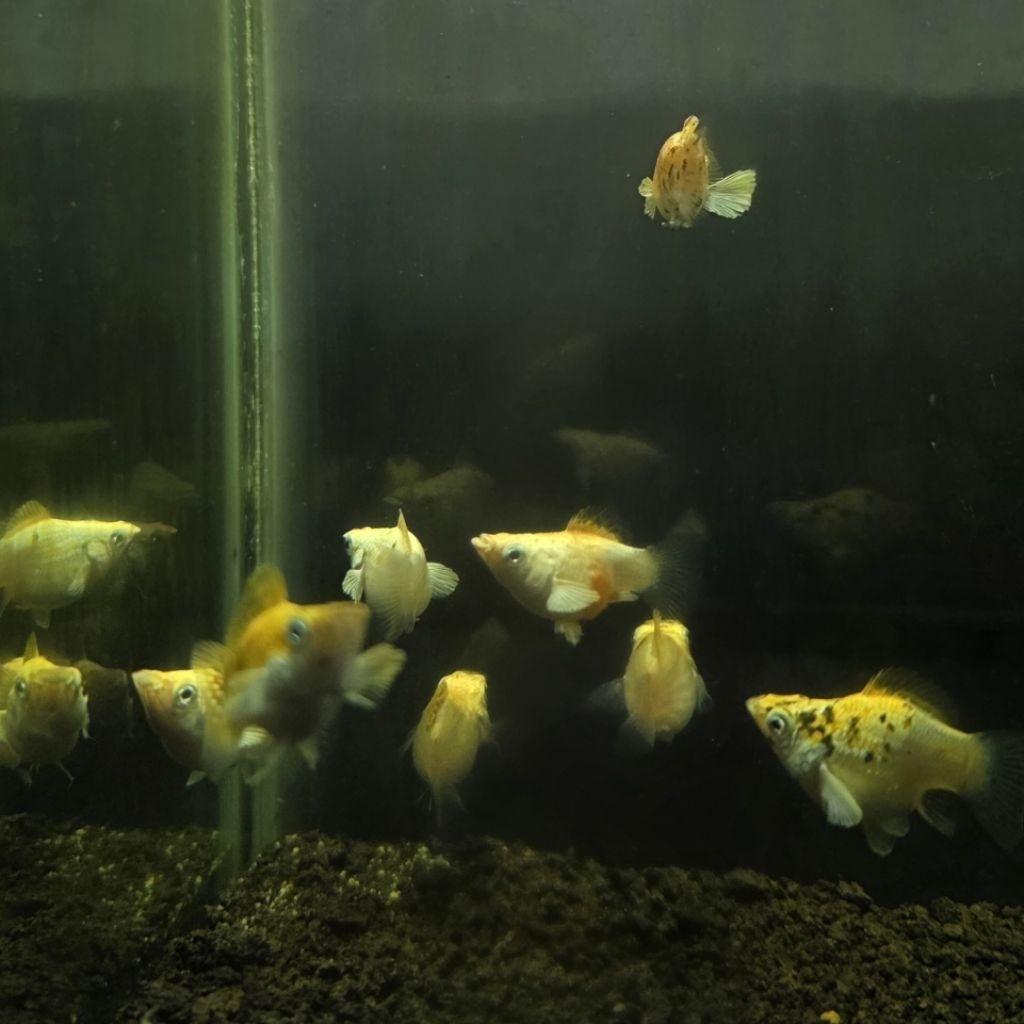 Molly Merpati Balon ( size 2-3cm ) / Hiasan akuarium / aquascape