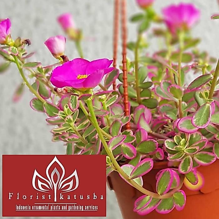 "New" Florist Katusba Tanaman Hias Berbunga Portualaca Pink Krokot Magenta Cerah Daun Oval Toleran