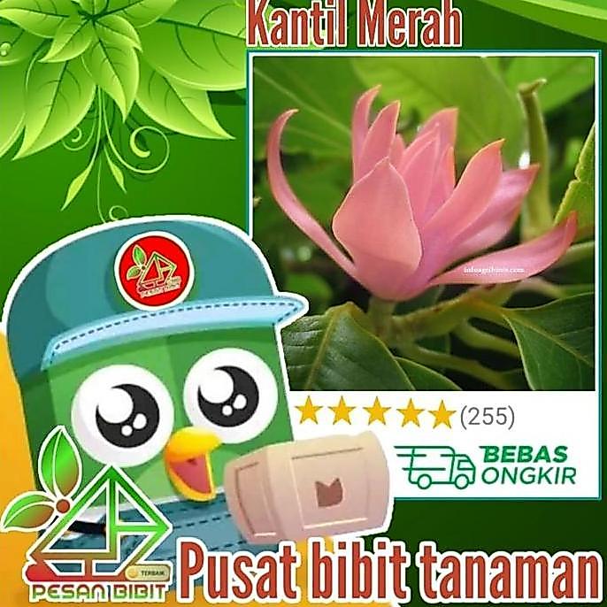 BIBIT BUNGA CEMPAKA MERAH KANTIL MERAH