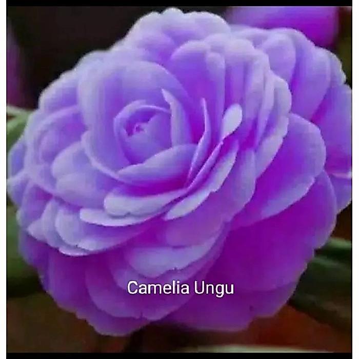 Bersama_Kitaa Benih Bibit Tanaman Bunga Camelia Ungu Melambangkan Penyatuan Kekasih Dengan Petal
