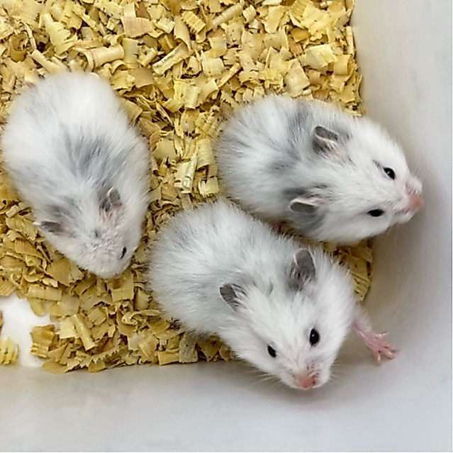 HAMSTER SYIRIAN FUJIYAMA / POLYWHITE