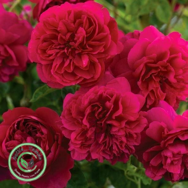 Tanaman Hidup Bunga Mawar import Red Eden-ukuran dewasa-Mawar Merah - dewasa